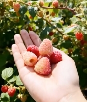  手持新鲜树莓特写5429#竖屏 	 