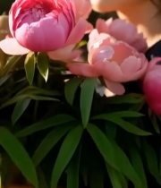  手持粉花女性侧脸特写5814#竖屏 	 