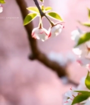  盛开的樱花树枝特写6155#竖屏 	 