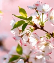  盛开的樱花树枝特写6155#竖屏 	 