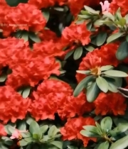  盛开的红粉相间花卉6712#竖屏 	 