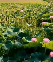  盛开的荷花与荷叶自然风光7287#竖屏 	 