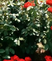  盛开的红色玫瑰花929#竖屏 	 