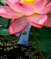  盛开的粉色荷花与荷叶1167#竖屏 	 