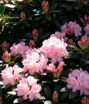  盛开的粉色花卉特写6531#竖屏 	 