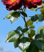  深红月季花特写(2)4063#竖屏 	 