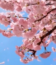  盛开的粉色樱花2749#竖屏 	 