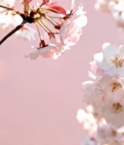  盛开的粉色樱花特写(1)212#竖屏 	 