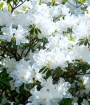  盛开的白色花朵特写1155#竖屏 	 