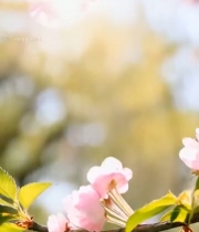  盛开的粉色樱花特写(3)739#竖屏 	 