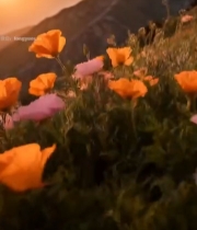  山坡上的夕阳下花卉5212#竖屏 	 