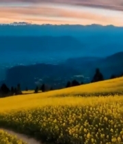  山间油菜花田夕阳美景1772#竖屏 	 