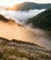  山间云海日出美景594#竖屏 	 