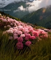  山间盛开的粉色花朵景观2010#竖屏 	 