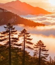  山间日出云海景观(1)4577#竖屏 	 