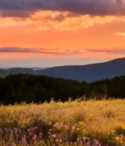  山间花海日落美景(1)5641#竖屏 	 