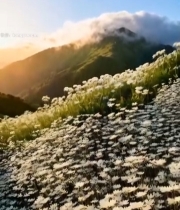  山间花海与远山景色4477#竖屏 	 