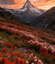  山间花海与雪山风景素材2894#竖屏 	 