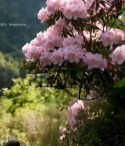  山间粉色杜鹃花特写4589#竖屏 	 