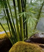  山间带水珠竹叶与岩石风景3611#竖屏 	 