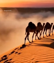  沙漠中骆驼队夕阳下行走2810#竖屏 	 