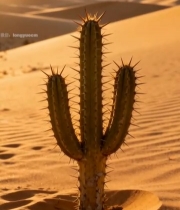  沙漠中仙人掌特写7027#竖屏 	 