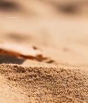  沙漠中枯叶特写2739#竖屏 	 