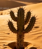  沙漠中的仙人掌景观1446#竖屏 	 