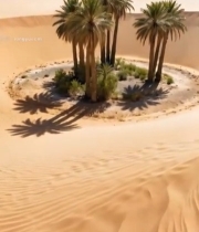  沙漠中的棕榈树景观4360#竖屏 	 