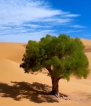  沙漠中独立树木自然风光素材7614#竖屏 	 
