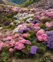  山间多彩杜鹃花海4766#竖屏 	 