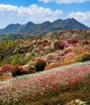  山间多彩花卉自然风光7796#竖屏 	 