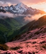  山间粉花盛开雪山风景4670#竖屏 	 