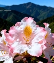  山间粉色花卉特写7080#竖屏 	 