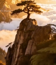  山峰云海间的松树景观2240#竖屏 	 