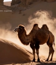  沙漠中站立的骆驼6615#竖屏 	 