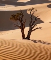  沙漠中孤树立于沙丘6087#竖屏 	 
