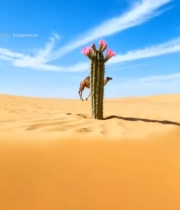  沙漠中开花仙人掌与骆驼5638#竖屏 	 