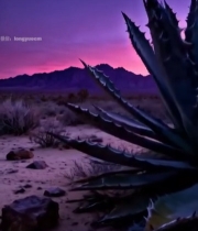  沙漠中的龙舌兰与日落景观6215#竖屏 	 