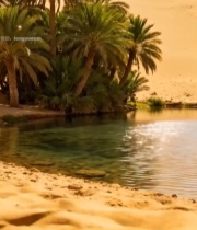  沙漠中的绿洲与棕榈树368#竖屏 	 