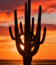  沙漠仙人掌日落景象(1)2532#竖屏 	 