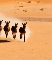  沙漠中奔跑的野驴群7439#竖屏 	 