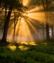  森林中阳光穿透树木景象4420#竖屏 	 