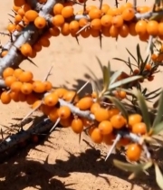  沙棘果实特写(1)7666#竖屏 	 