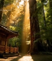  森林中阳光照耀下的古风建筑2836#竖屏 	 