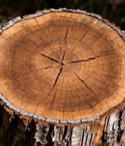  森林中树桩横截面特写671#竖屏 	 