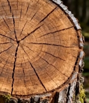  森林中树桩横截面特写(2)5693#竖屏 	 