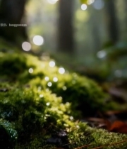  森林中阳光透过雨滴照射苔藓744#竖屏 	 