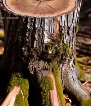  森林中树桩特写2546#竖屏 	 