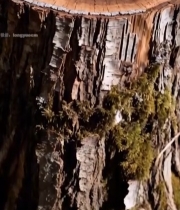  森林中树桩横截面特写(1)4403#竖屏 	 